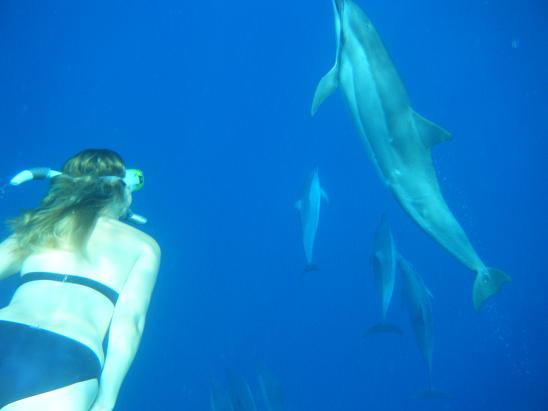 Swimming with wild dolphins in Hawaii